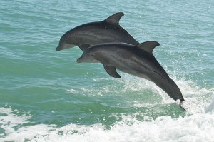 Destin vacation - Dolphin Cruise