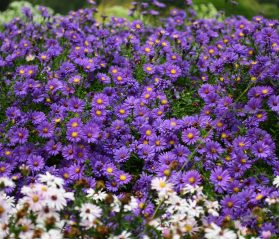 spring wildflower pilgrimage gatlinburg tn