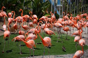 san diego attractions zoo itrip vacations