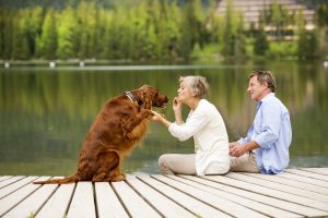 pet-friendly vacation tips itrip