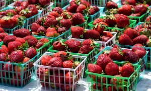 florida strawberry festival itrip vacations