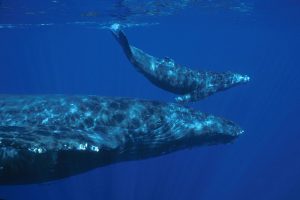 maui whale watching boat tours