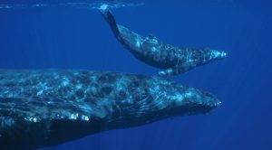 maui whale watching boat tours