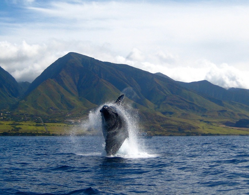 maui whale-watching boat tours