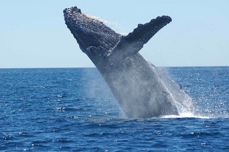 maui festivals whale day events