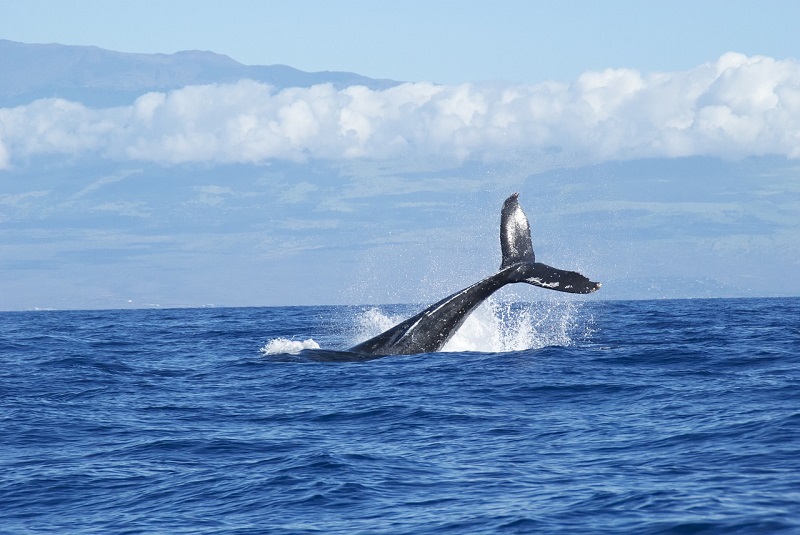 newport beach outdoor activities whale