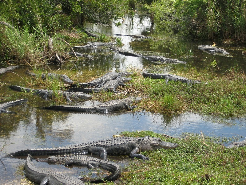 naples airboat tours family vacation