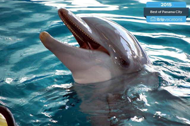 Dolphin Snorkel Tours Panama City Beach FL
