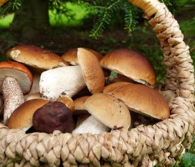 hunting mushrooms in vail itrip vacations