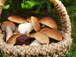 hunting mushrooms in vail itrip vacations