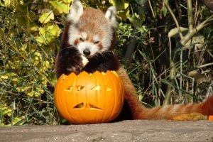 zoos in southeast halloween itrip vacations