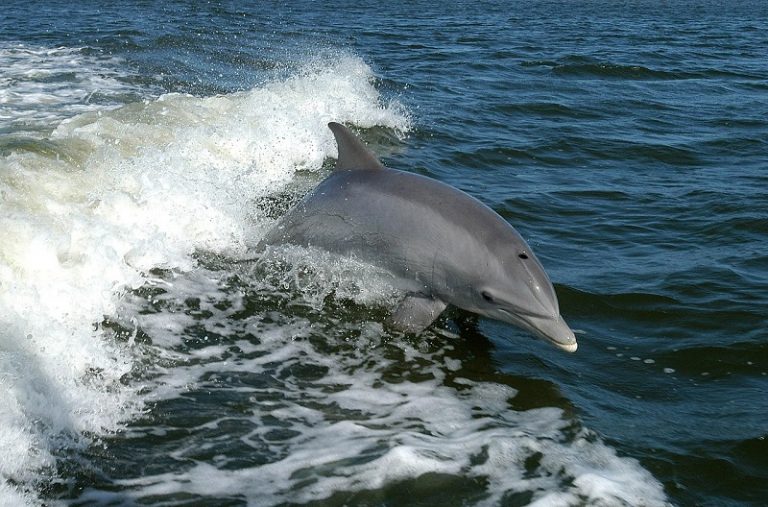 clearwater fl dolphin tour