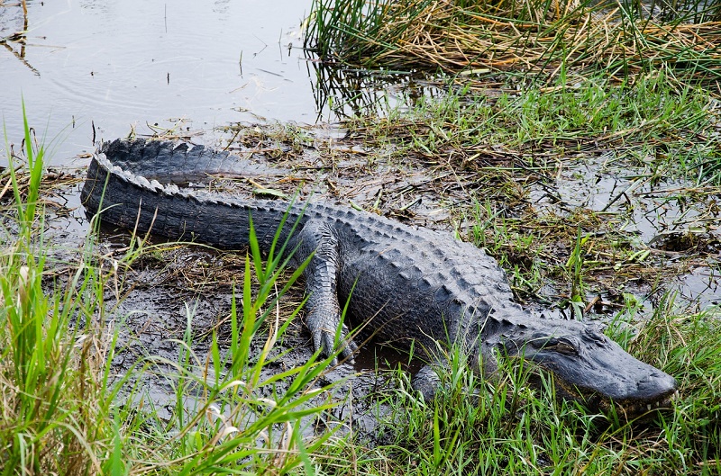 panama city sightseeing tours gators