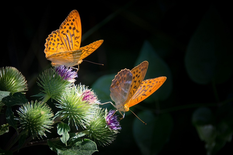 scottsdale parks butterfly garden