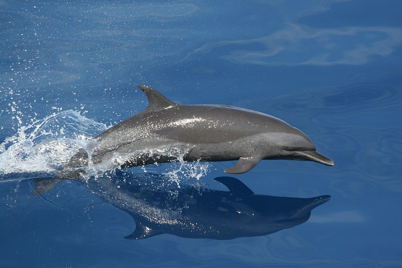 galveston water activities dolphin tours