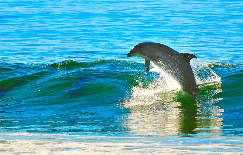 islamorada dolphins things to do