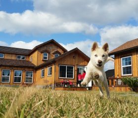 pet friendly rental tips property management