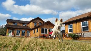 pet friendly rental tips property management