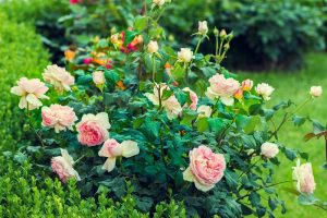 portland gardens roses tours