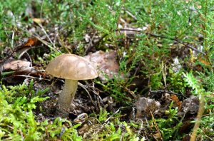 mushroom festival colorado summer