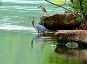 indian shores parks birds