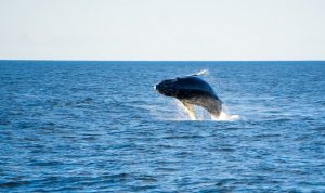 dana point harbor whale watching