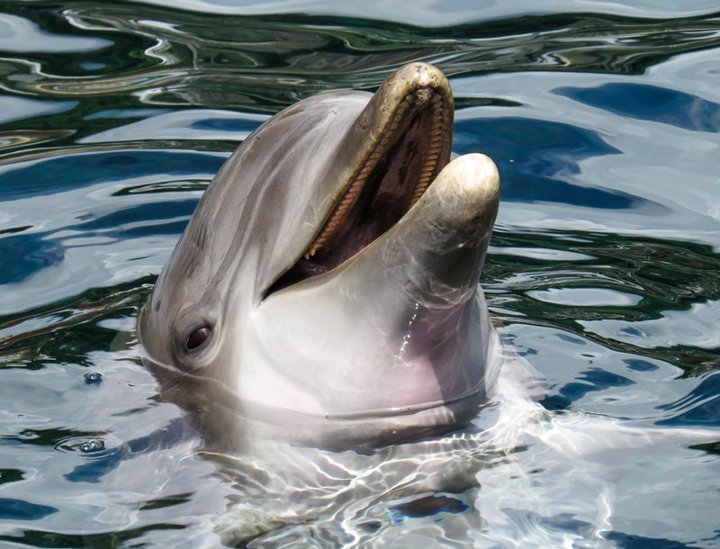 marco island water activities dolphin