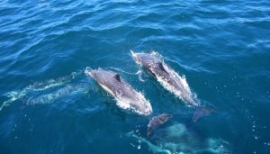 folly beach tours dolphin family