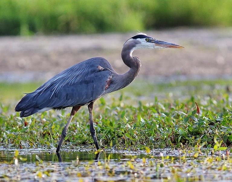 hilton head parks birds wildlife - iTrip®