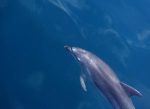 sarasota tours dolphin sailing