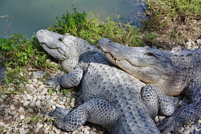 naples outdoor attractions gators florida