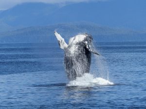 maui cities attractions vacation whale