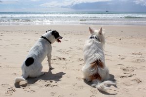 marco island beaches pets family