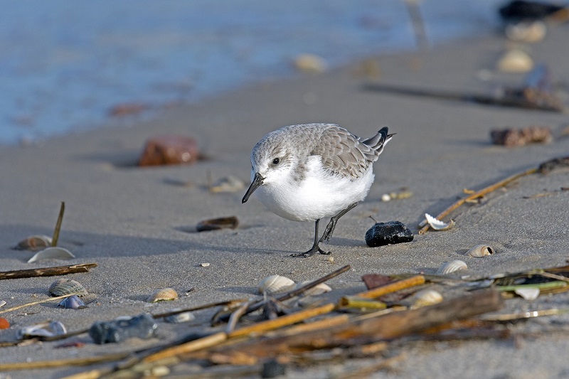 perdido key attractions activities park