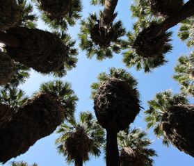 palm springs attractions itrip vacations