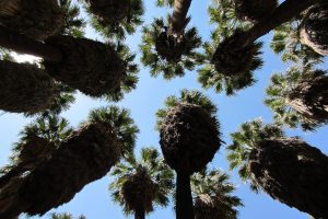 palm springs attractions itrip vacations