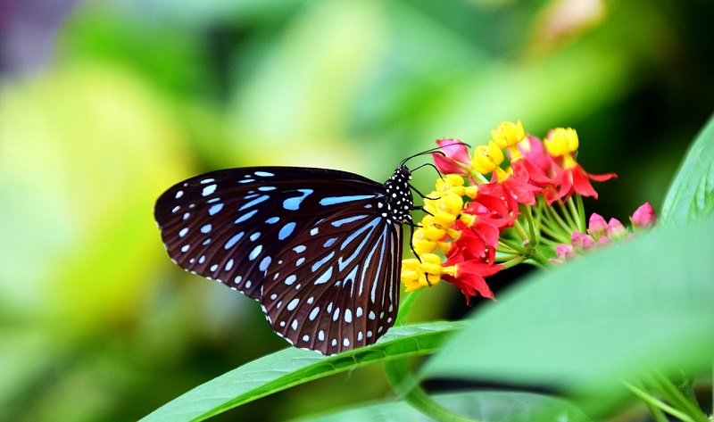 key west butterfly attraction