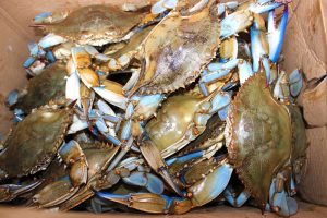 maryland crab blue eat