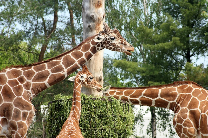lakeland family attractions giraffe