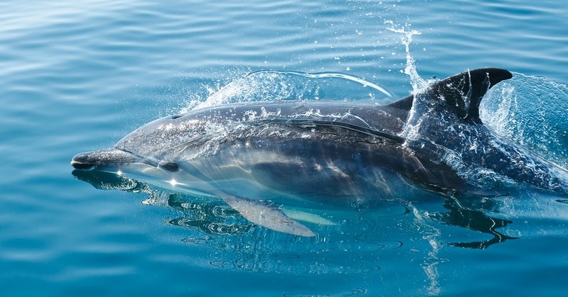 fort walton outdoor activities dolphins