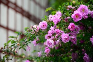 los angeles gardens roses