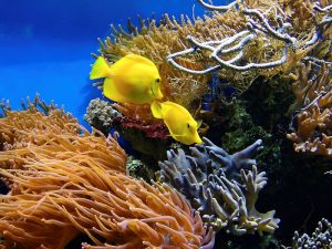 arizona aquarium vacation ideas
