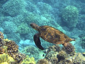 sea turtles navarre activities