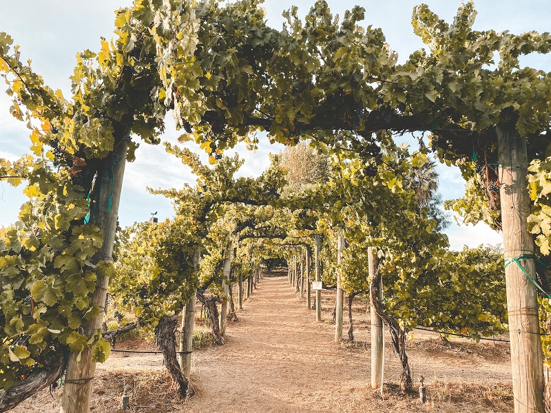 vineyards temecula wineries vacation