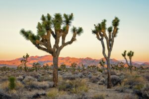 Photo of spindly trees rising from a desert area with straw grass. Mountains are in the distance.